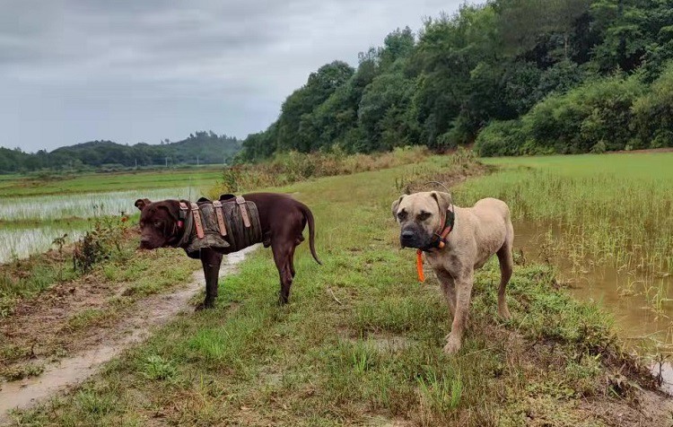 hunting dog with tracker