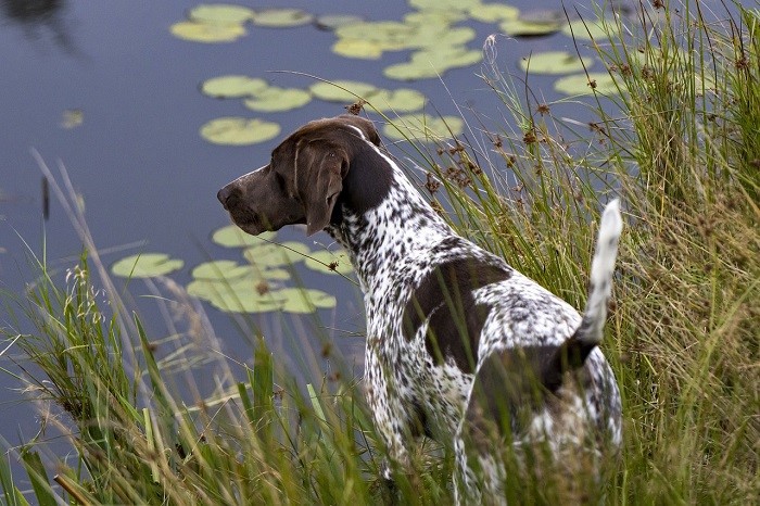 german-shorthaired-pointer-63494471280 german-shorthaired-pointer-63494471280