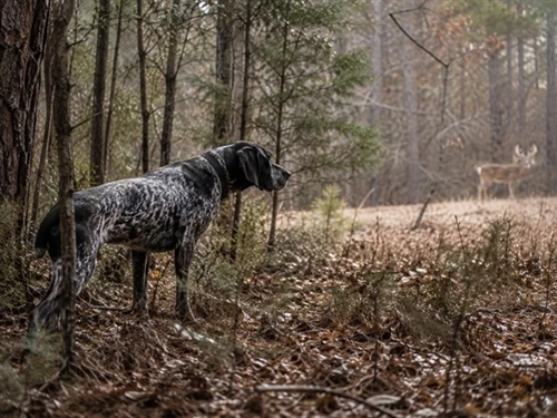 Stay Still, Stay Ready: The Power of Patience in Hunting