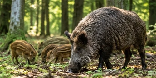 Sådan læser du Wild Hog Movement: Forstå deres daglige mønstre og adfærd