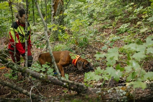 Hvorfor udholdenhed slår hastighed: Hvad gør en stor svinehund